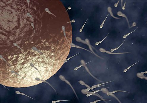 ovulo espermatozoide infertilidad acupuntura